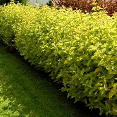 Комплект ДАРТС ГОЛД в Колодищи