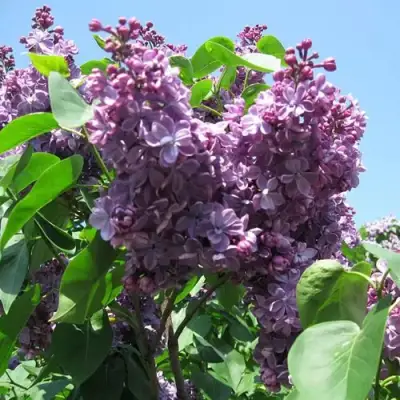 Сирень ВИОЛЕТТА в Колодищи