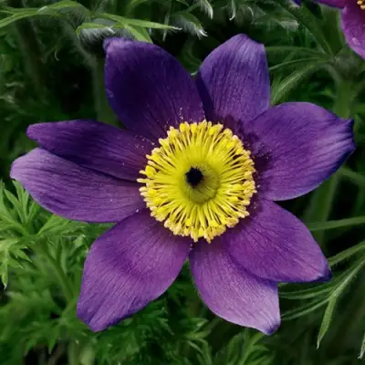 Прострел ПИНВИЛ БЛЮ ШЕЙДЕС в Колодищи