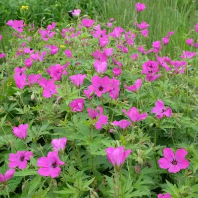 Герань РЕД АДМИРАЛ гибридная в Колодищи