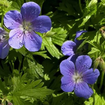Герань БРУКСАЙД гибридная в Колодищи