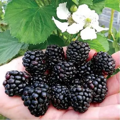 Ежевика РУБЕН ремонтантная  в Колодищи