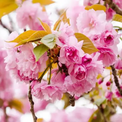 Сакура КАНЗАН в Колодищи