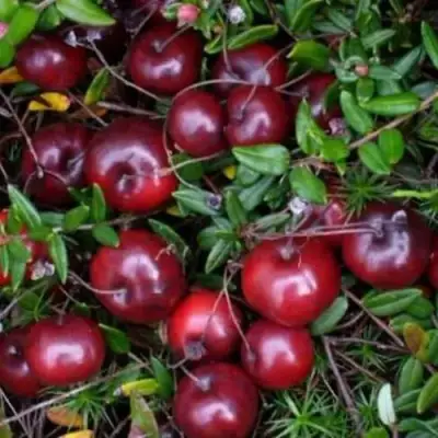 Клюква БЕН ЛИР в Колодищи