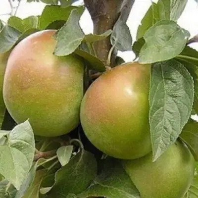 Яблоня БЕЛАНА в Колодищи