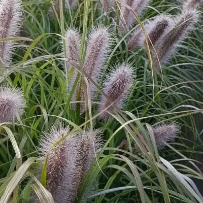 Пеннисетум БЛЭК БЬЮТИ в Колодищи