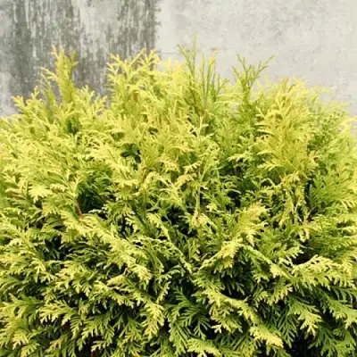 Туя ГОЛДЕН ГЛОБ западная в Колодищи