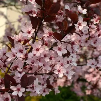 Слива НИГРА растопыреная в Колодищи