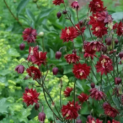 Аквилегия РУБИ ПОРТ обыкновенная в Колодищи