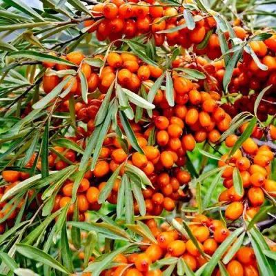 Облепиха ДЖЕМОВАЯ в Колодищи