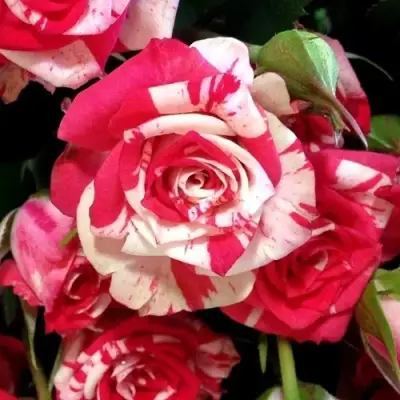 Роза ФАЙЕР ВОРКС миниатюрная в Колодищи