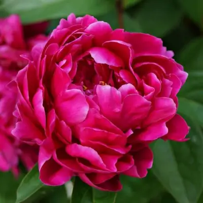 Пион ЛУИ ВАН-ГУТТ травянистый в Колодищи