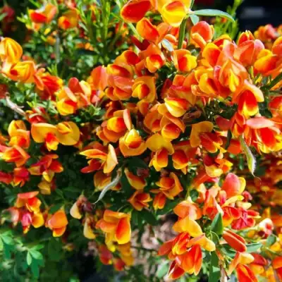 Ракитник АНДРЕАНУС в Колодищи