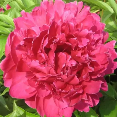 Пион ПУРПУРНЫЙ ФЕНИКС травянистый в Колодищи