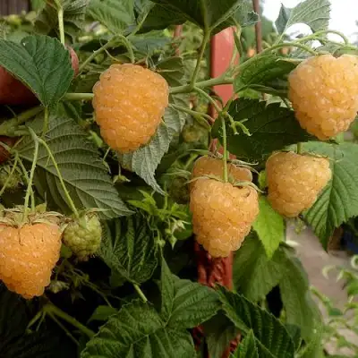 Малина ЗЮГАНА ЗОЛОТАЯ в Колодищи