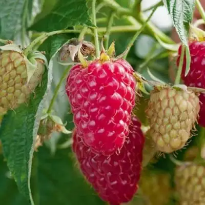 Малина МАРАСТАР в Колодищи