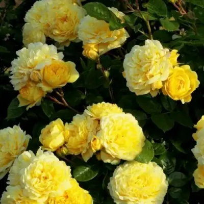 Роза АНИ ДЮПРЕЙ флорибунда в Колодищи