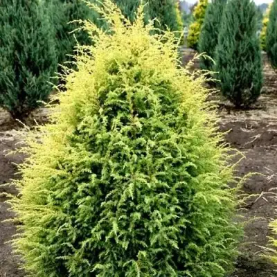 Можжевельник ГОЛД КОН обыкновенный в Колодищи