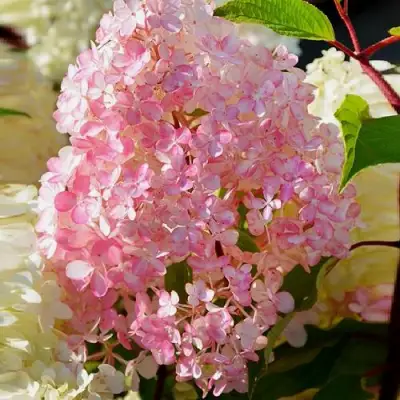 Гортензия ДИАМАНТИНО метельчатая в Колодищи