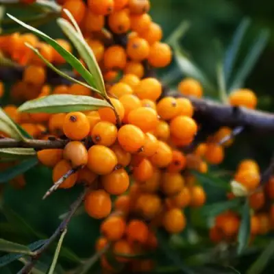 Облепиха МОСКОВСКАЯ ПРОЗРАЧНАЯ в Колодищи