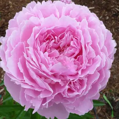 Пион ДЖАКОРМА травянистый в Колодищи