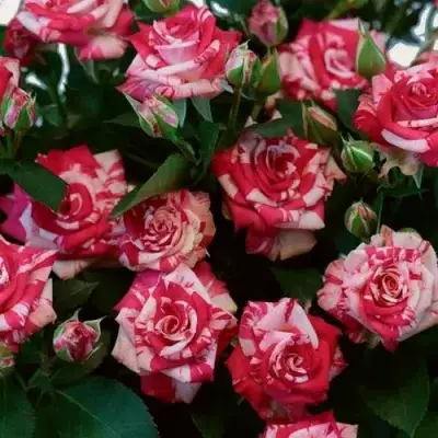 Роза ФАЙЕР ВОРКС миниатюрная в Колодищи