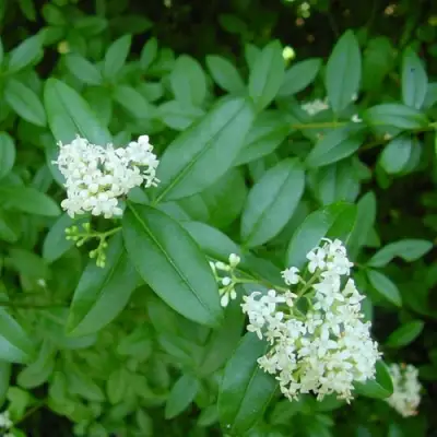 Бирючина обыкновенная АТРОВИРЕНС в Колодищи