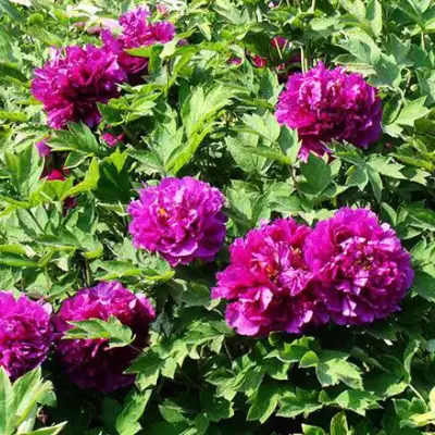 Пион ОРНАМЕНТ древовидный в Колодищи