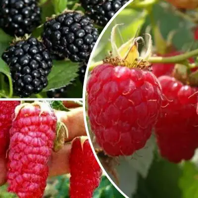 Комплект ЯГОДНЫЙ МИКС в Колодищи