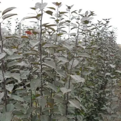 Подвой яблони 54-118 в Колодищи