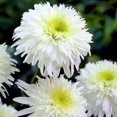 Нивяник ФИОНА ГОГХИЛЛ великолепный в Колодищи