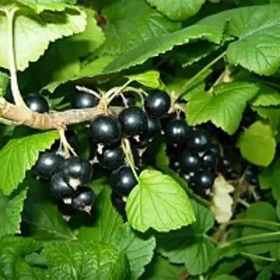 Смородина чёрная ВЕЛОЙ (ЛЕНИНГРАДСКАЯ СЛАДКАЯ) в Колодищи