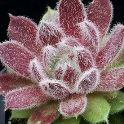 Молодило ТАРАНТУЛА в Колодищи