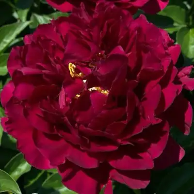 Пион ОЛД ФЕЙТФУЛ травянистый в Колодищи