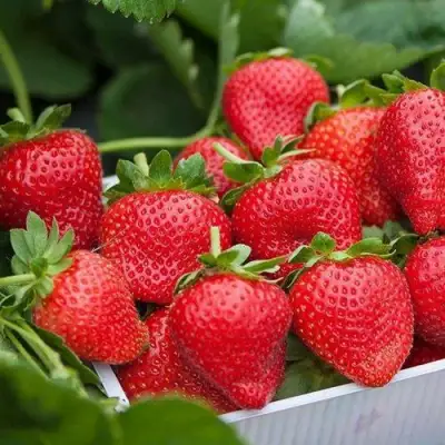 Клубника ЭЛИАНЕ в Колодищи