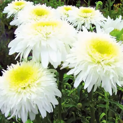 Нивяник ФИОНА ГОГХИЛЛ великолепный в Колодищи