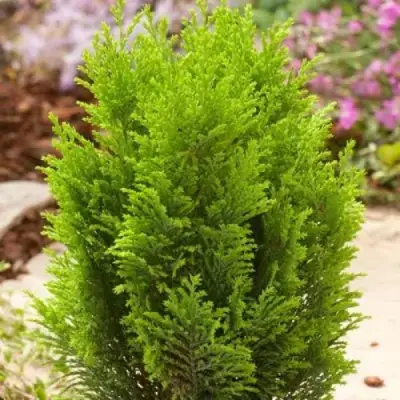 Кипарисовик ЭЛВУДИ ГОЛД лавсона в Колодищи