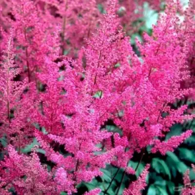 Астильба ЭЛИЗАБЕТ ВАН ВИН японская в Колодищи