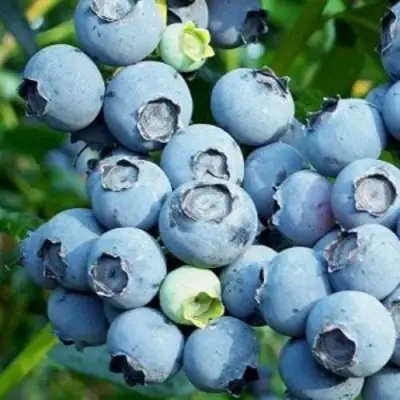 Голубика ПУРУ в Колодищи