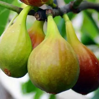 Инжир ДАЛМАТСКИЙ в Колодищи