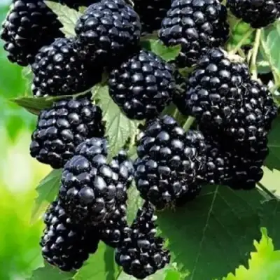 Ежевика АПАЧИ бесшипная  в Колодищи