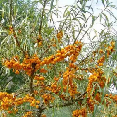 Облепиха ДАР МГУ в Колодищи