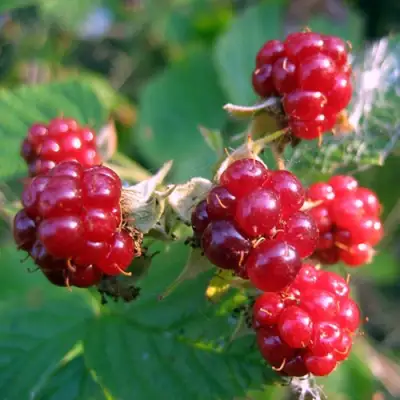 Княженика АСТРА в Колодищи