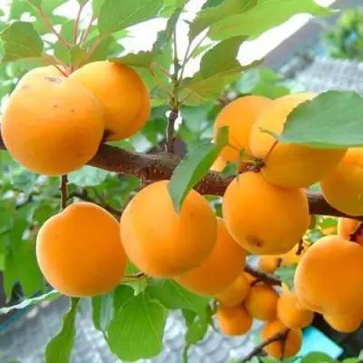 Абрикос ОРИГИНАЛ в Колодищи