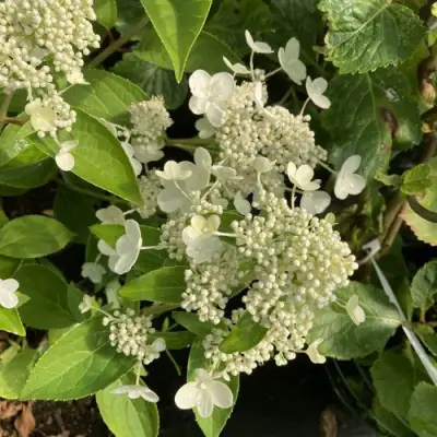 Гортензия ПРИМ ВАЙТ метельчатая в Колодищи