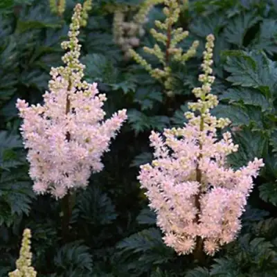 Астильба ЛИЛИПУТ курчавая в Колодищи