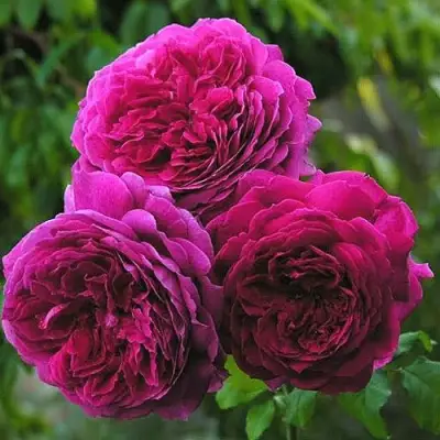 Роза КЕЙТ английская в Колодищи