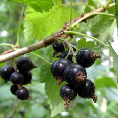 Смородина чёрная ШАРОВИДНАЯ в Колодищи