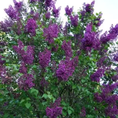 Сирень СУМЕРКИ в Колодищи