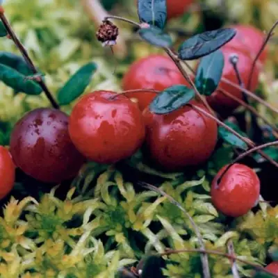 Клюква МАК ФАРЛИН в Колодищи